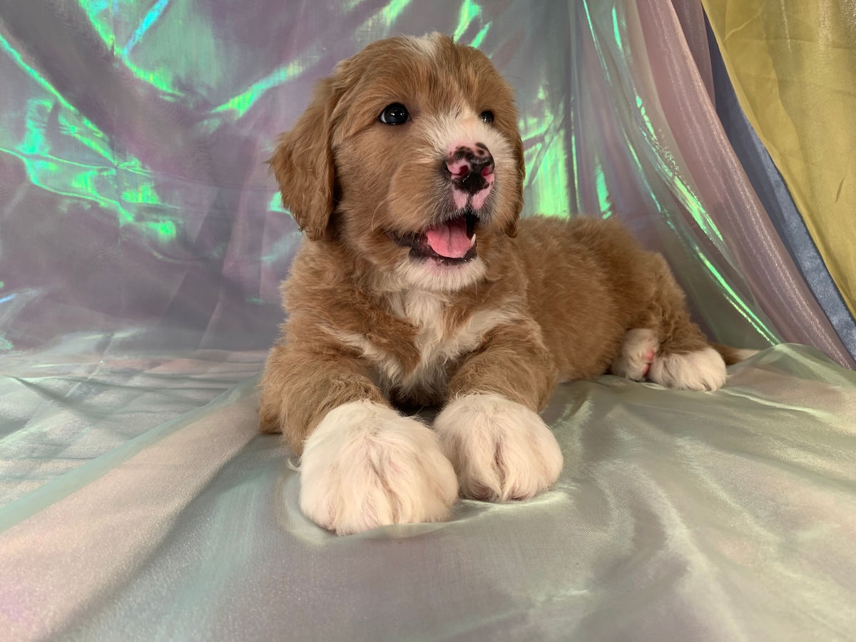 Male Standard Bernedoodle Puppy For Sale, Iowa Breeders, Ready Now!